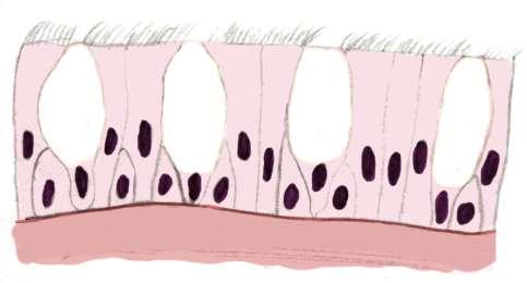 Glândula Exócrina Unicelular: Célula