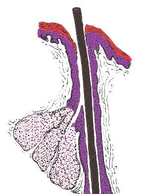 2.4 TECIDO EPITELIAL GLANDULAR EXÓCRINO ACINAR SIMPLES (GLÂNDULA SEBÁCEA) Essa glândula é observada na derme, no tecido conjuntivo que se localiza abaixo do epitélio queratinizado (epiderme) da pele