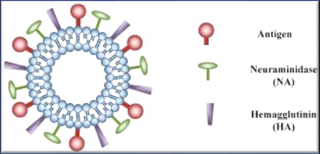 VIROSSOMOS ~ 150 nm Contém proteínas do envelope viral permitem fusão com as células alvo ligam-se à resíduos de ác.