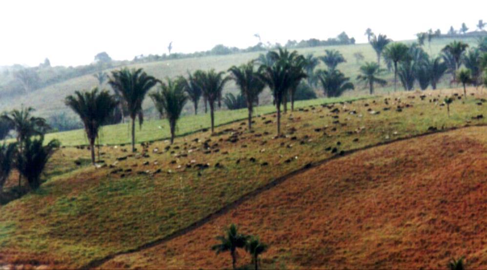 bebedouros se o proprietário