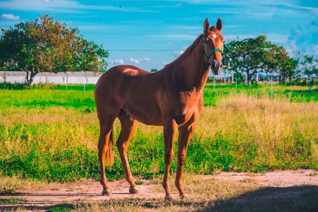 007 omaha ease show fêmea - 20/07/2017 - alazão - p267468 JUICY CASH: (A Streak Of Cash): AAA-93. 2 vitórias e 3 3ºs em 9 atuações em Sorocaba. R$31.000,00 em prêmios.