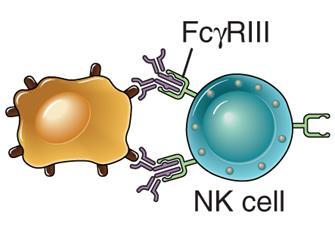 anticorpos (ADCC) pelas células