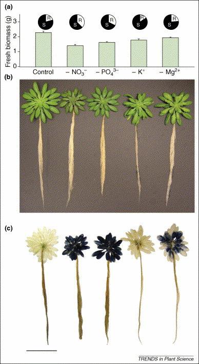 Figure 2. Transcriptional profiles of genes differentially expressed in shoots of Arabidopsis plants subjected to N, P or K starvation.