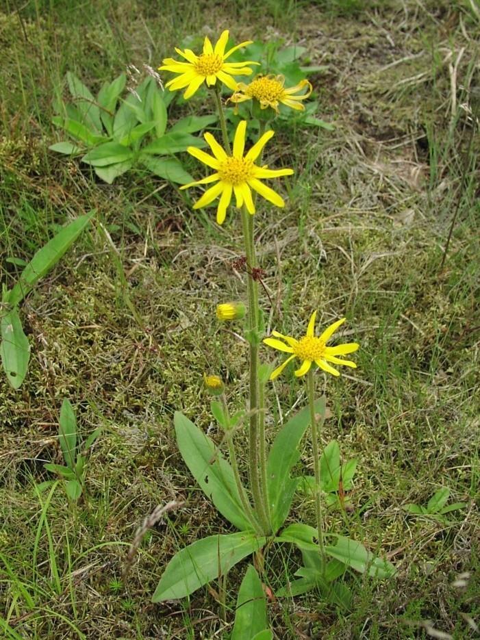 ARNICA Nome científico: Solidago chilensis Meyen. Parte utilizada: Flor e rizoma. Indicações: Antiinflamatória; gastroprotetor; antimicrobiano; cicatrizante.