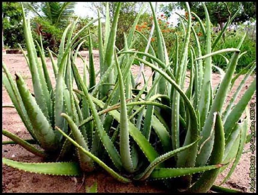 BABOSA Nome cientifico: Aloe vera (L.) Burm. F. Parte utilizada: gel das folhas frescas.
