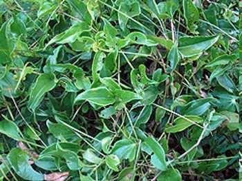 GUACO Nome Cientifico: Mikania glomerata Spreng. Parte utilizada: folhas.