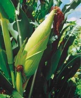 CABELO DE MILHO Nome Cientifico: Zea mays L.