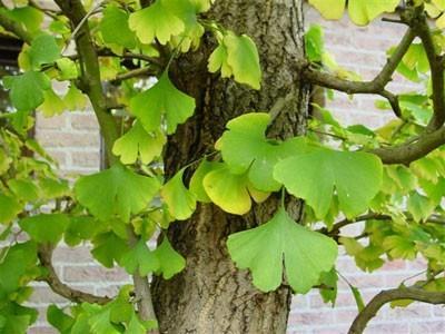 GINGKO BILOBA (Fitoterápico) Nome científico: Ginkgo biloba L. Indicações do Ginkgo biloba: Para otimizar a memória.no tratamento de zumbidos e vertigens. Parte utilizada: folhas.