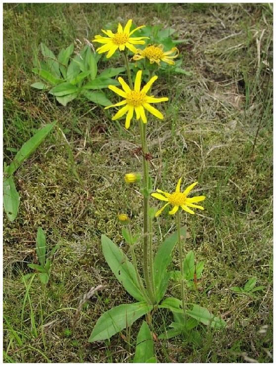 Arnica