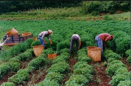 CULTIVO O melhor é desenvolver uma horta de