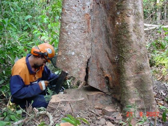 Florestais Fomento e Inclusão Florestal