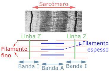 T.M. Esquelético Características do Sarcómero - MO surgem nas células faixas claras e escuras, alternadas ESTRIAÇÃO TRANSVERSAL SARCÓMERO FAIXA ESCURA --------- BANDA A (Miosina) FAIXA CLARA