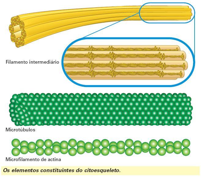 Filamentos intermediários Tamanho intermediário entre os microfilamentos e os microtúbulos (8nm e 12 nm)
