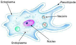 Movimentos do hialoplasma Movimento amebóide Capacidade de se deformar Amebas e glóbulos brancos,