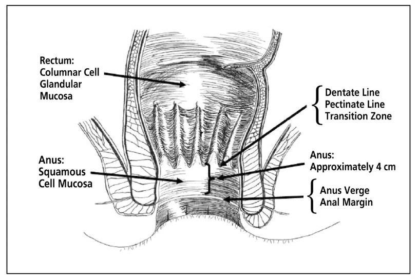 6. Citologia Anal É aconselhado efetuar a citologia anal nas mulheres imunodeprimidas, mulheres com diagnóstico de VIN e com risco aumentado de neoplasia anal.