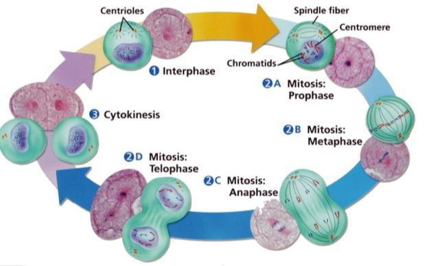 Mitose Como