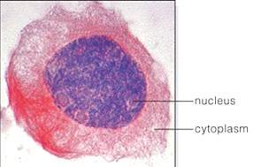 Mitose Eventos principais: Condensação do cromossomo Separação dos