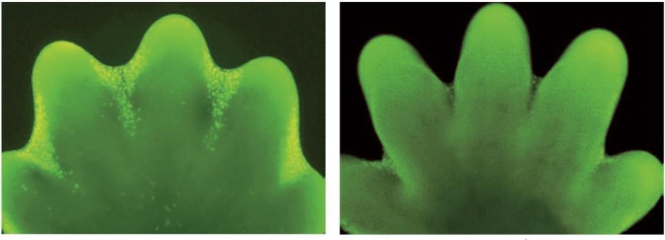 apoptose completa Apoptose na