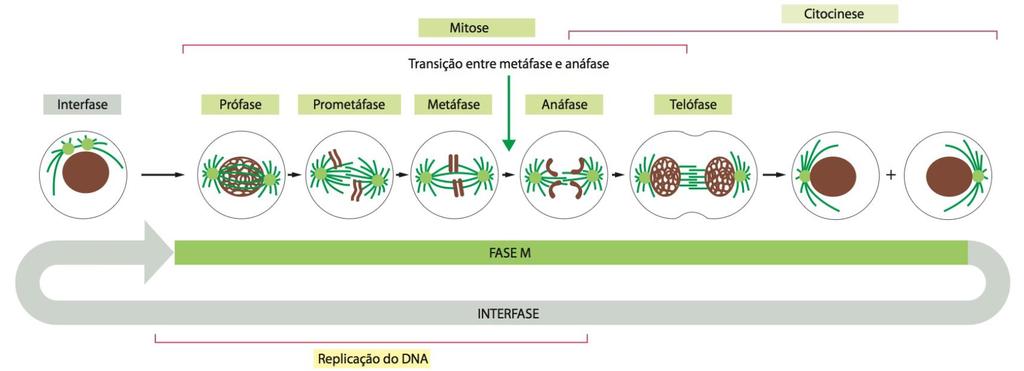 Intérfase