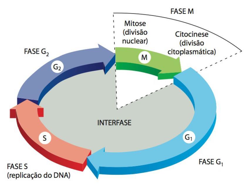 Fases G1,