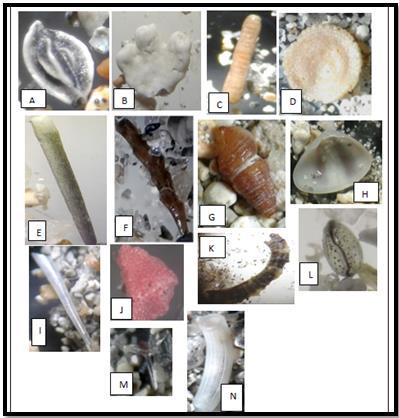 caranguejos e conchas de gastrópodes (os quatro com 7%), e por fim concha de bivalve (6%) (Figura 3).