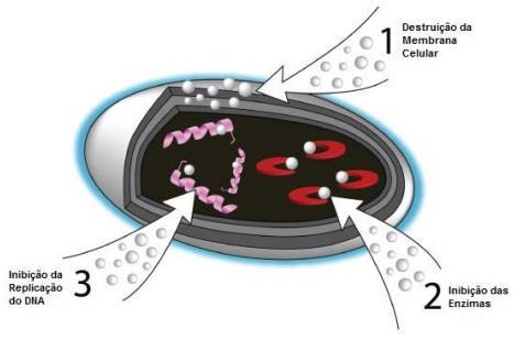 33 reprodução celular. O efeito antimicrobiano dos íons prata é proporcional a sua concentração, pois, quanto maior é a concentração de Ag +, maior é sua ação antimicrobiana.