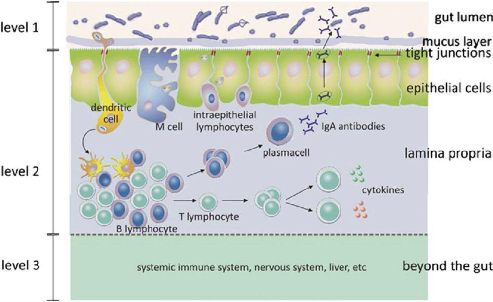 Sobrevivência de microrganismos patogênicos Função barreira Resposta imune da mucosa Resposta imune sistêmica Probióticos e Prebióticos x a microbiota intestinal e seus efeitos sobre a saúde Os
