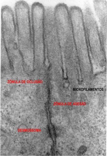 TRATO INTESTINAL