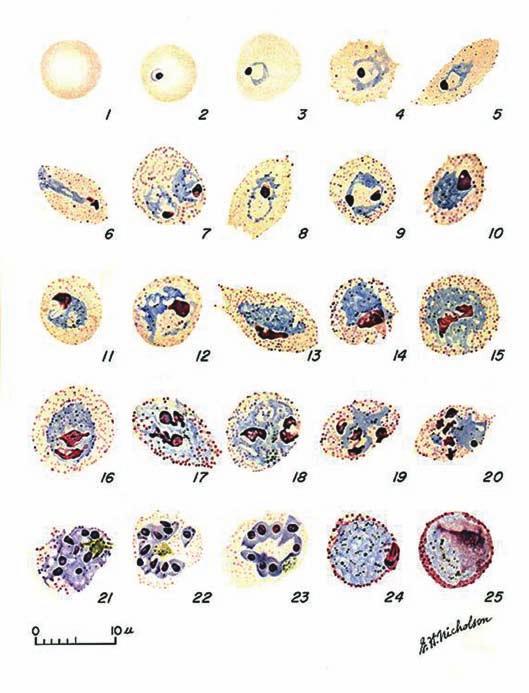 FIGURA 8 PLASMODIUM OVALE FONTE: DPDx:CDC s Web site for