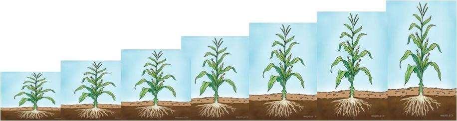 Milho: Plantas altas x anãs F2 1 2