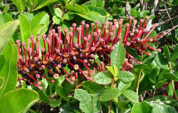 Norantea brasiliensis Philodendron bipinnatiﬁdum rabo de arara