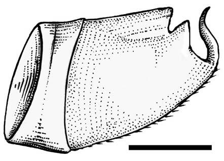 32 H.R.GIL-SANTANA, L.A.A.COSTA & H.P.SILVA 12 13 11 14 15 16 Fig.11- Ghinallelia talitae sp.