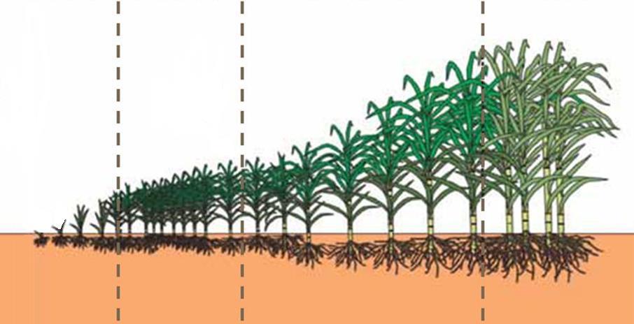 Estratégia Yara de aplicação na cana Brotação Perfilhamento Crescimento Maturação Taxa variável 70% da dose Após corte Taxa uniforme 30% da dose Para estimular