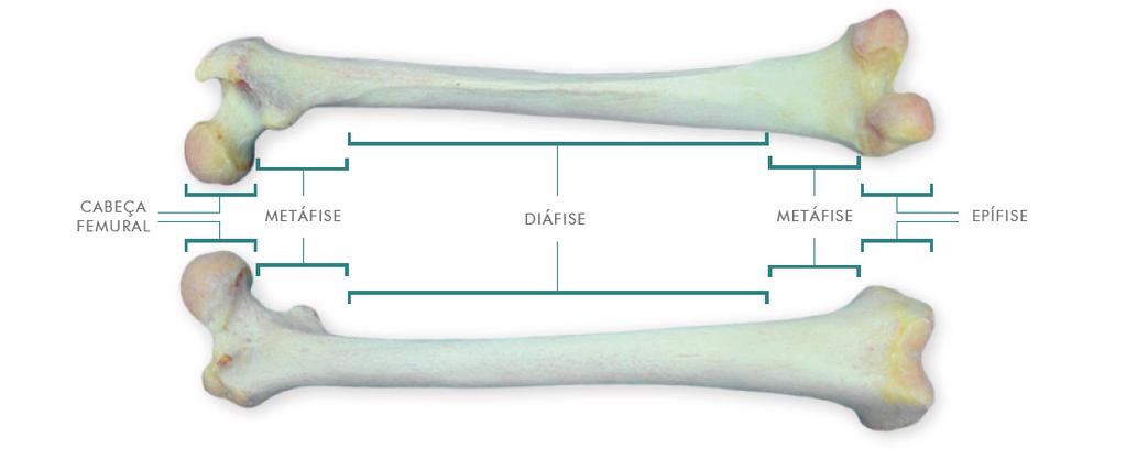 4 INTRODUÇÃO Os ossos longos são divididos em regiões