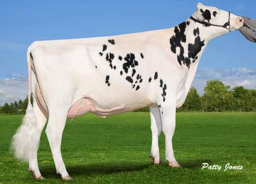 Destry *RC 94HO13666 Scientific DESTRY-ET 138122625 1% NA VG-88 Born: 12/23/26 *TV TY *RC aaa 2 1 3 DMS 234 SEXATION Dorcy 29HO14142 Coyne-Farms