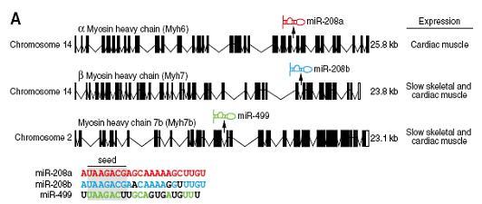 44 FIGURA 7 Representação esquemática da localização genômica dos mirnas presentes em diferentes genes da MHC e suas sequências nucleotídicas (VAN ROOIJ et al., 2009).