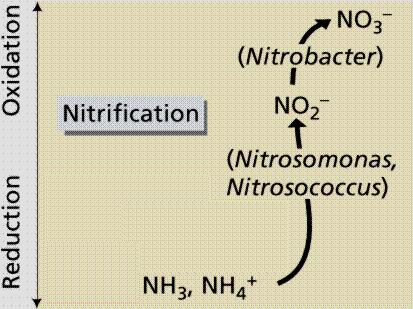 A amônia apesar de poder ser empregada na síntese de produtos nitrogenados por todos os organismos vivos, no solo ela é quase que totalmente transformada em nitrato por