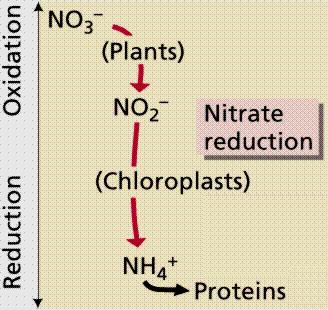 4 Redução - Absorção e assimilação de nitrato pelos vegetais e microrganismos O nitrato obtido é reduzido a amônia e utilizado para a síntese de aminoácidos e outros compostos nitrogenados
