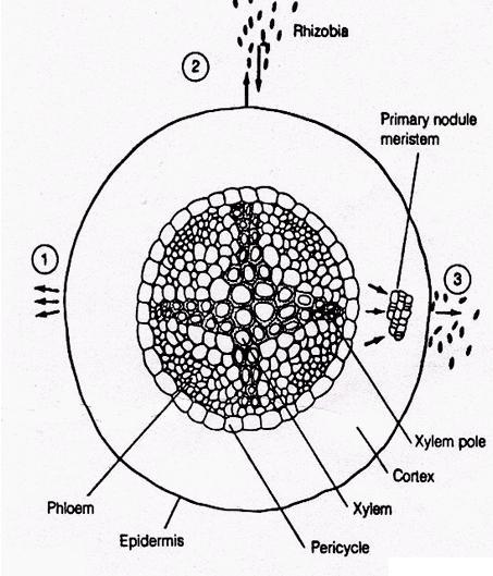 Formação dos nódulos em raízes Quimiotaxia e aderência
