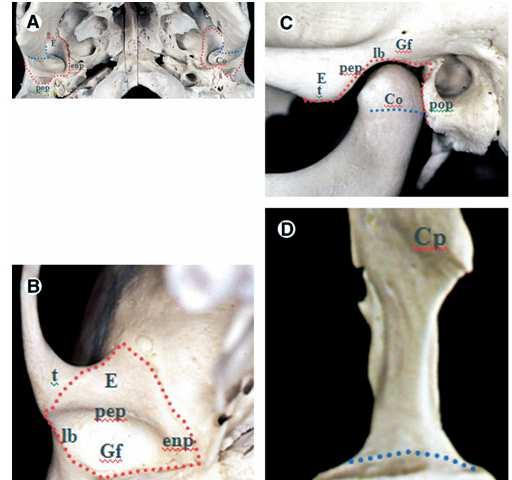 20 composta, pois o disco articular funciona como uma terceira estrutura óssea não calcificada (MCNEILL, 1997a; OKESON, 2007).