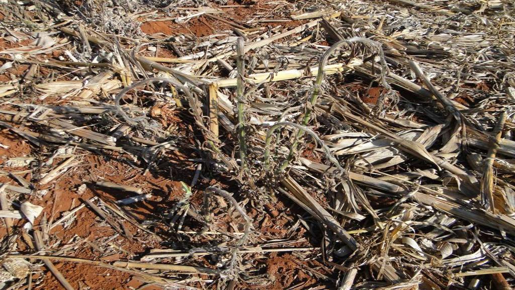 Manejo Pós Colheita Milho 2ª Safra Buva em Estágio Avançado 24 DAA1 Glyphosate + 2,4-D