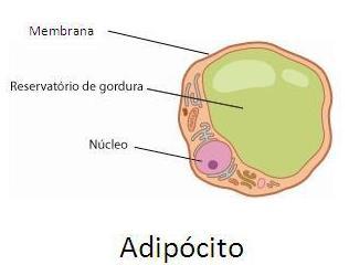 Citoplasma rico em grânulos.