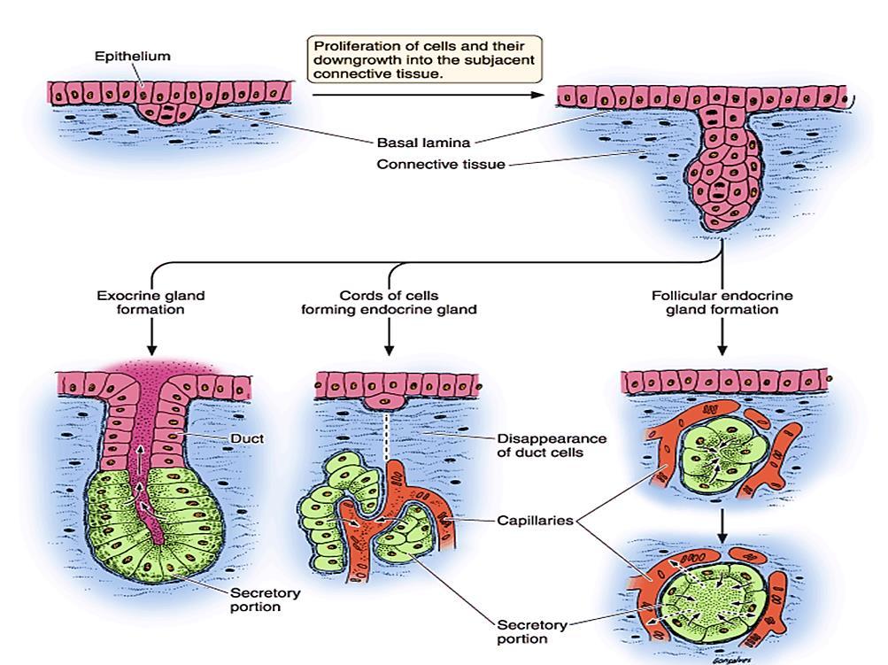 Epitélio Proliferação das células e sua penetração no tecido conjuntivo subjacente Lâmina basal Tecido conjuntivo Formação da GLÂNDULA EXÓCRINA Cordões de células formando uma