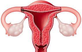 Órgãos genitais internos: Útero Cerca de 8 cm, constituído de duas partes, colo e