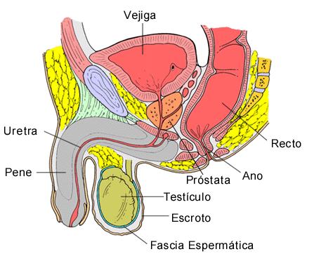 A uretra é um canal por onde sai o sêmen e a urina.