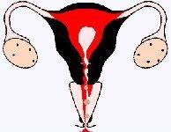 Menstruação: A cada mês a mucosa do útero (endométrio) se prepara, por ação hormonal para receber o