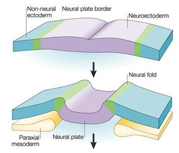 Espessamento da placa neural