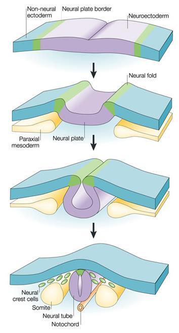 Formação do tubo neural 1ª etapa: engrossamento da placa neural 2ª etapa: prolongamento convergente 3ª etapa: