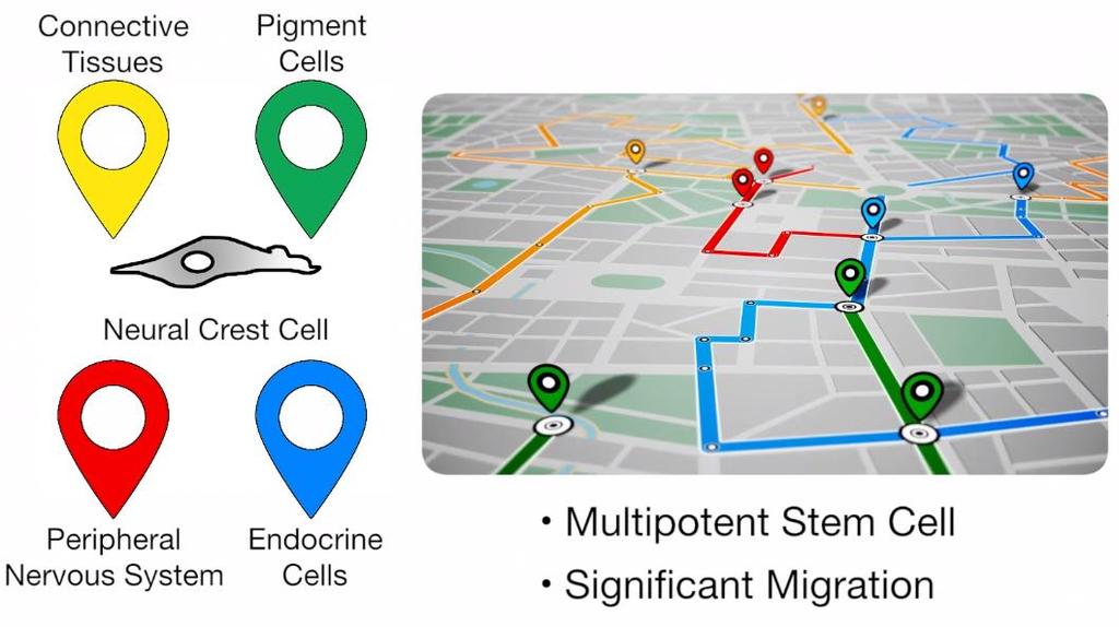 Cada célula da crista neural segue um caminho específico