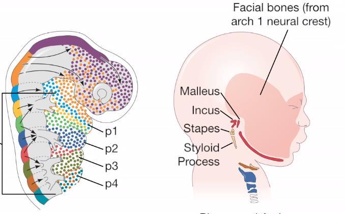 Crista neural craniana/cefálica Migram na direção dorsolateral para produzir o mesênquima craniofacial que se diferencia na cartilagem,